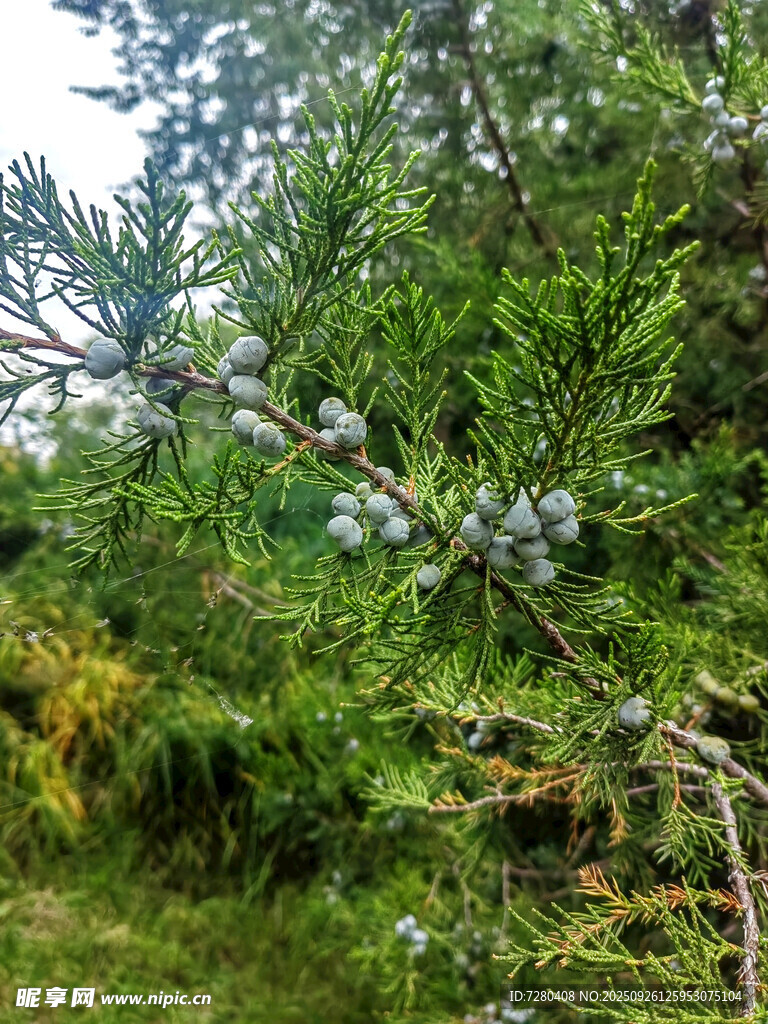 枝头蓝果的翠绿植物