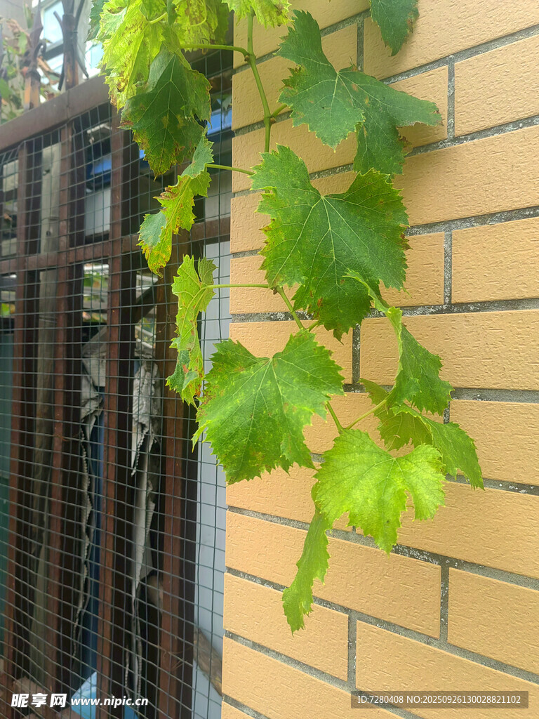 墙边垂挂的翠绿葡萄藤