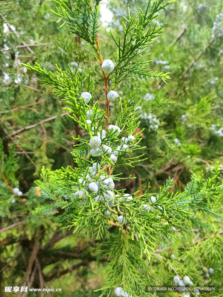 绿叶间的白色小花