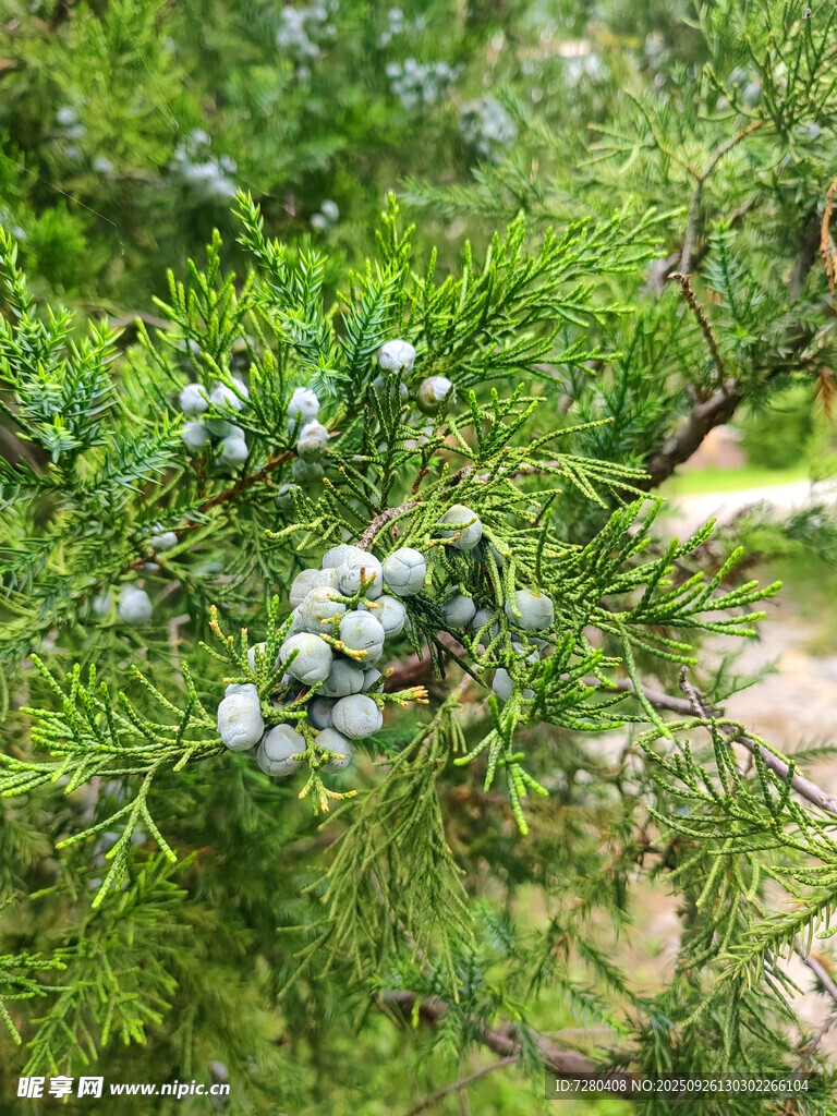 翠绿枝头的蓝白色浆果
