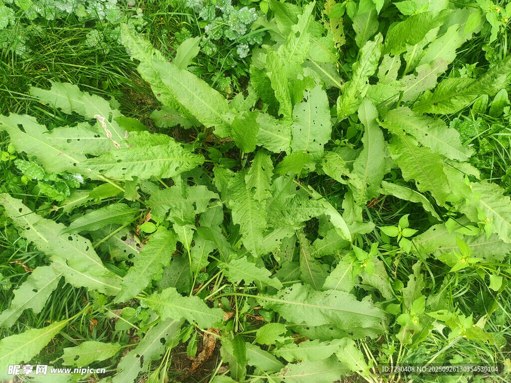 翠绿鲜嫩的野生蕨类植物