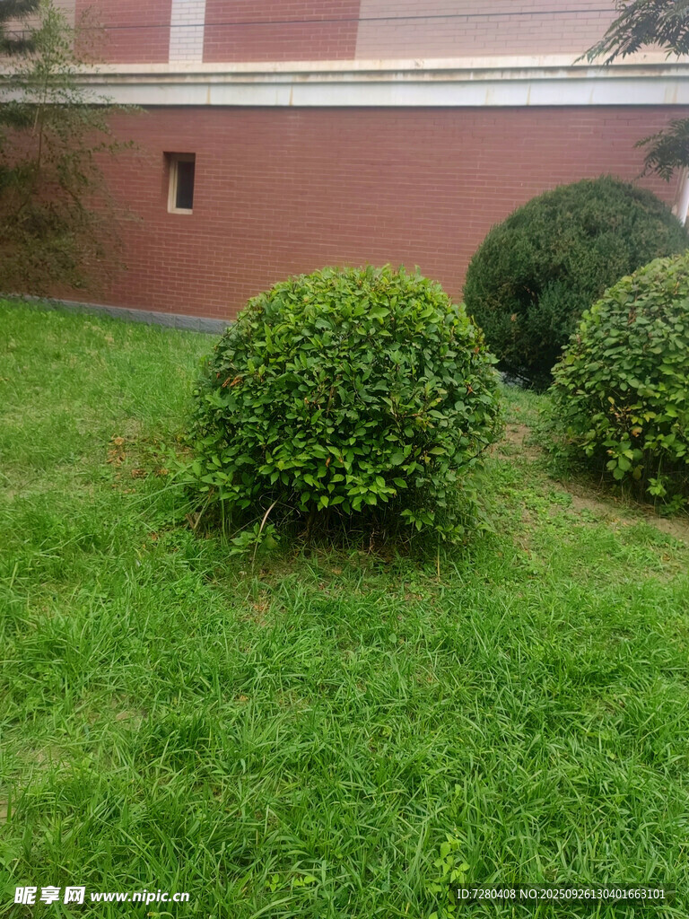 庭院绿植景观
