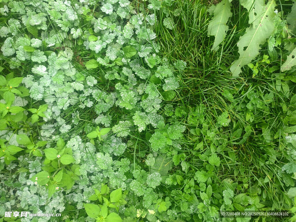 翠绿繁茂的植物墙景观