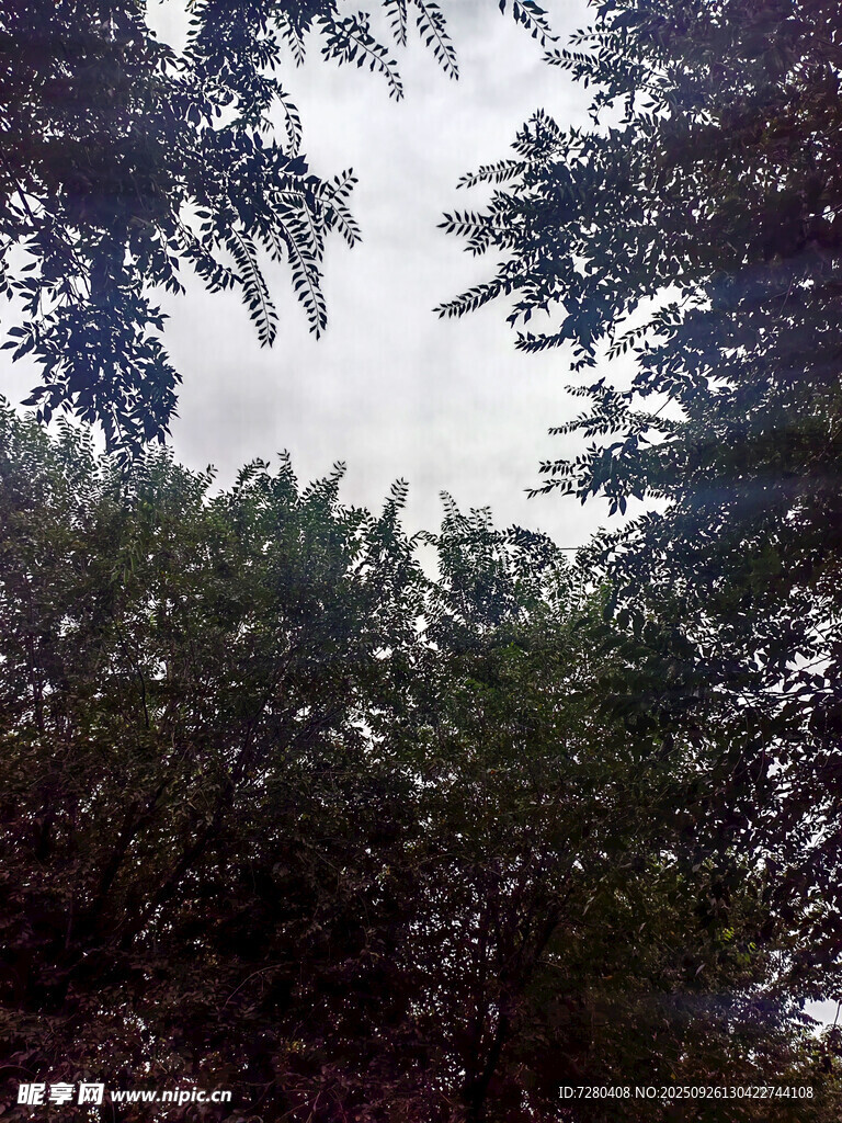 仰视茂密树林树冠