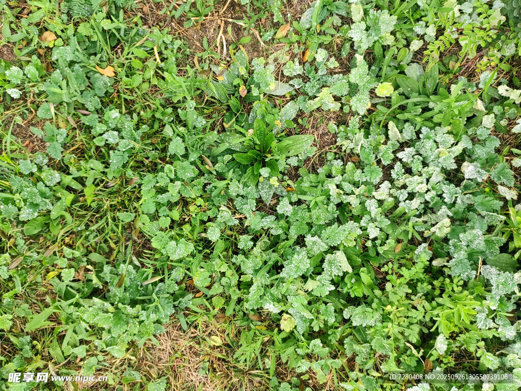 地面上的繁茂绿色植物