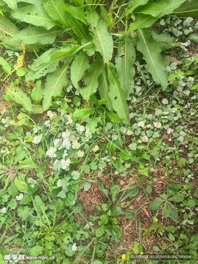 绿叶间的白色小花