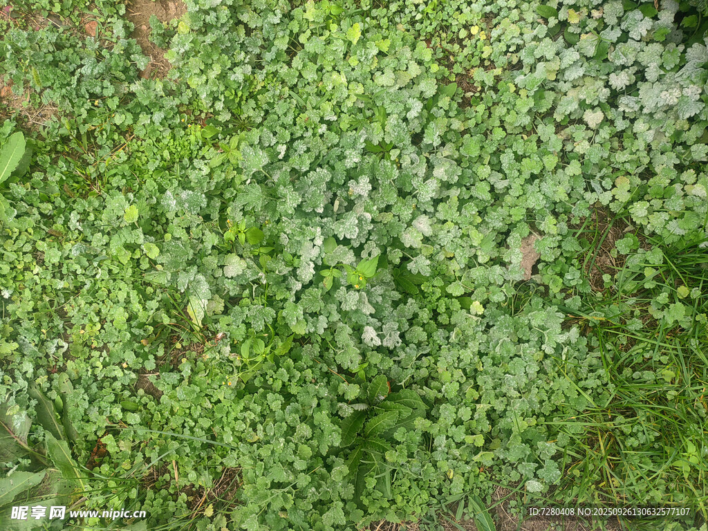 翠绿繁茂的地面绿植景观