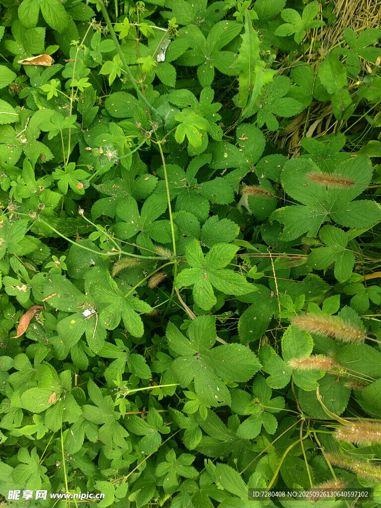 翠绿繁茂的地面植物景观