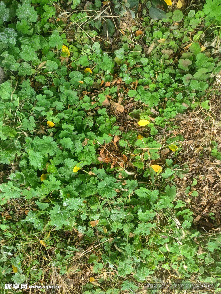 地面的繁茂绿植景象