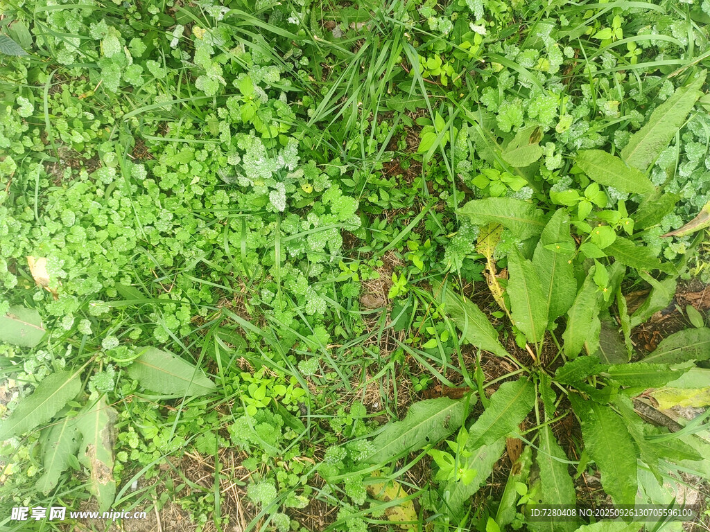 繁茂的绿色植物景观
