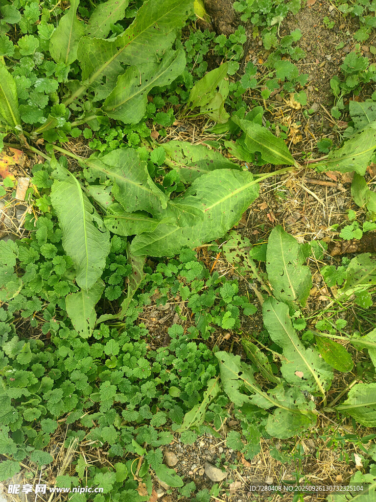 地面的茂盛绿色植物