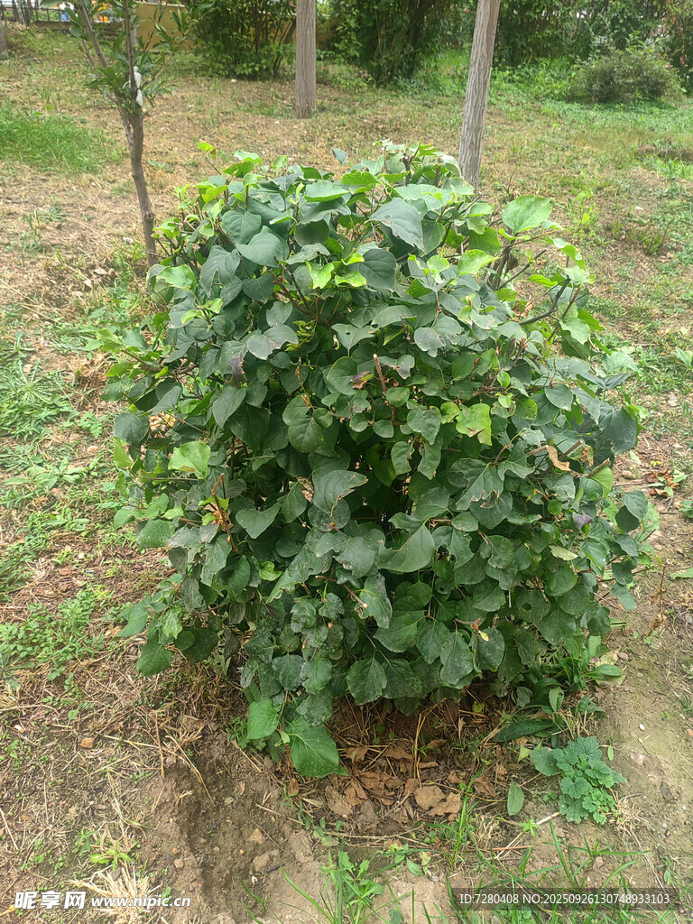 野外茂盛的绿色灌木丛