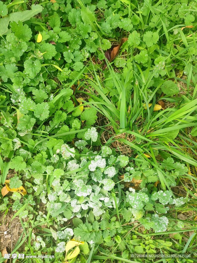 草地中的多样绿色植物