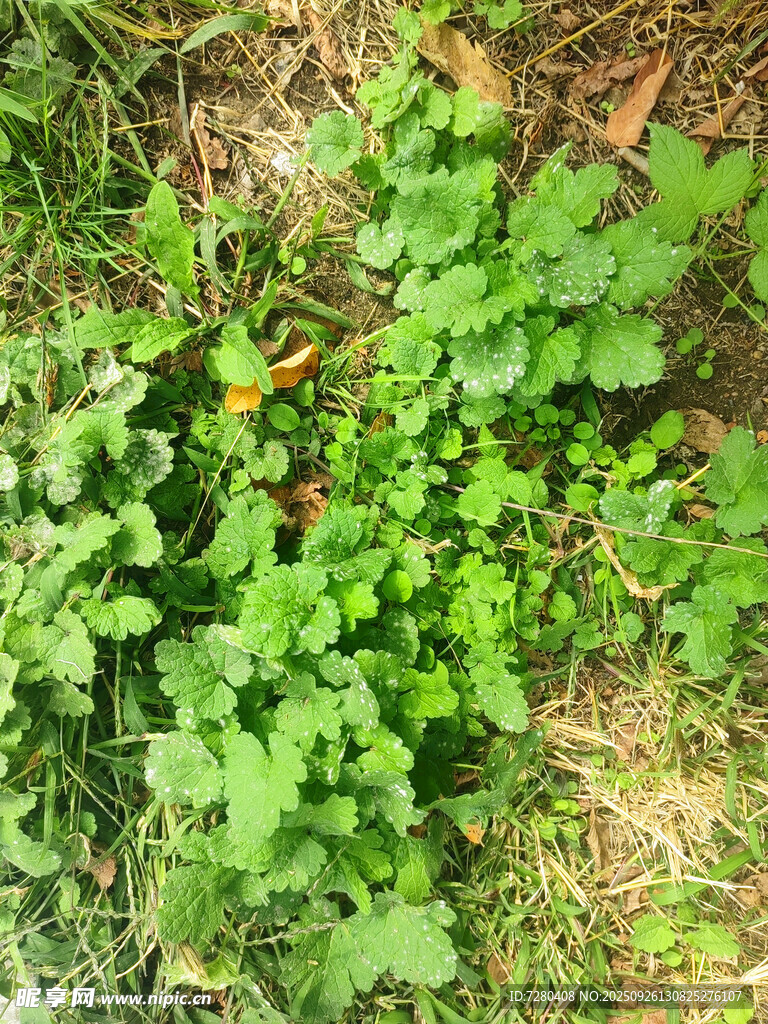 地面上的嫩绿植物