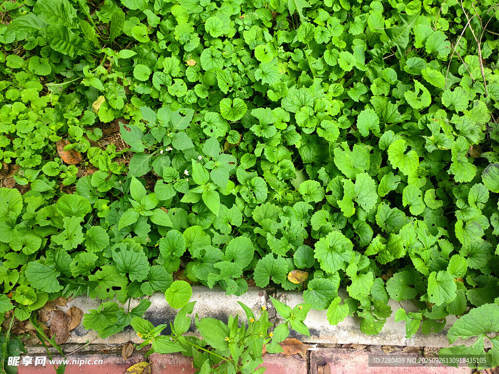 翠绿爬墙绿植生机满满