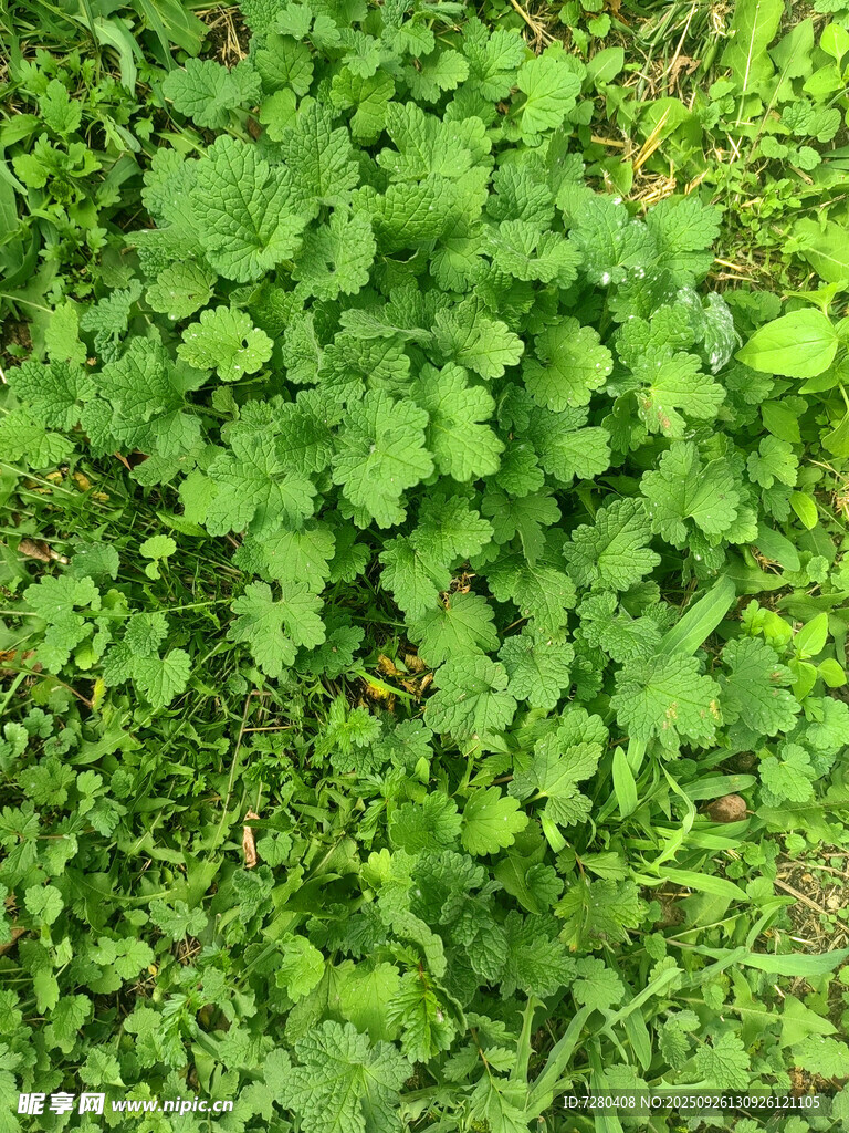 翠绿繁茂的丛生植物