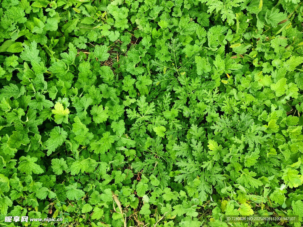 翠绿繁茂的植物叶片