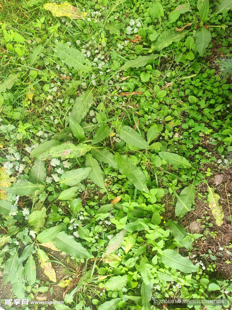 繁茂绿植景观