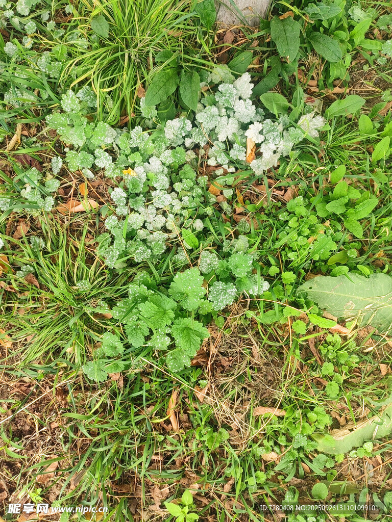草丛中的白色小花