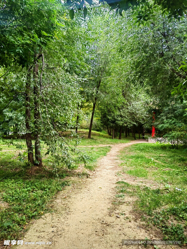 林间小径绿意盎然的自然景