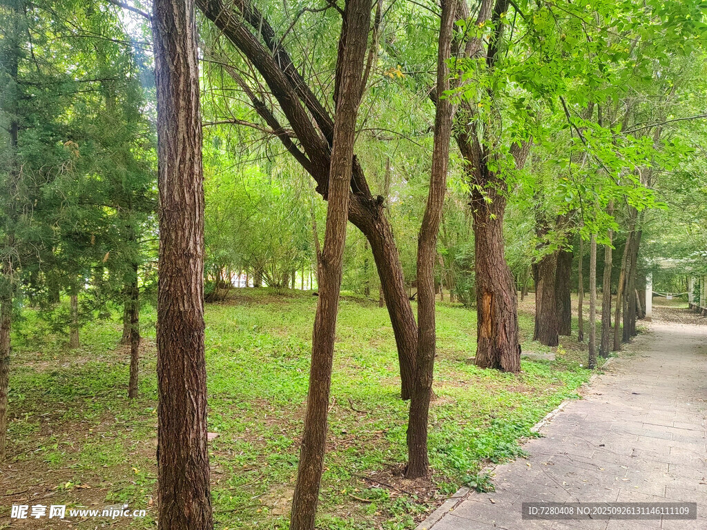 林间幽静小路绿意盎然