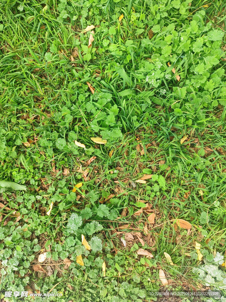 翠绿繁茂的地面植物景观