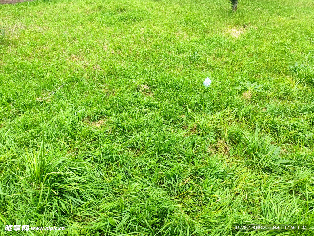 翠绿草地的自然景致