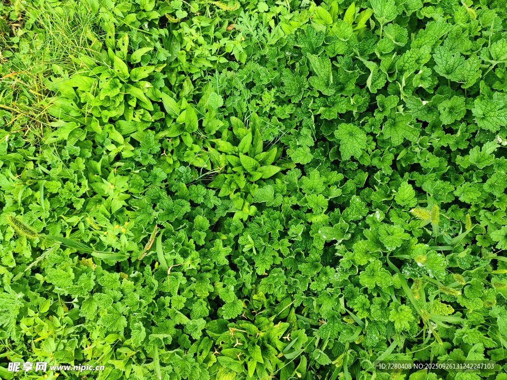 翠绿繁茂的植物景观