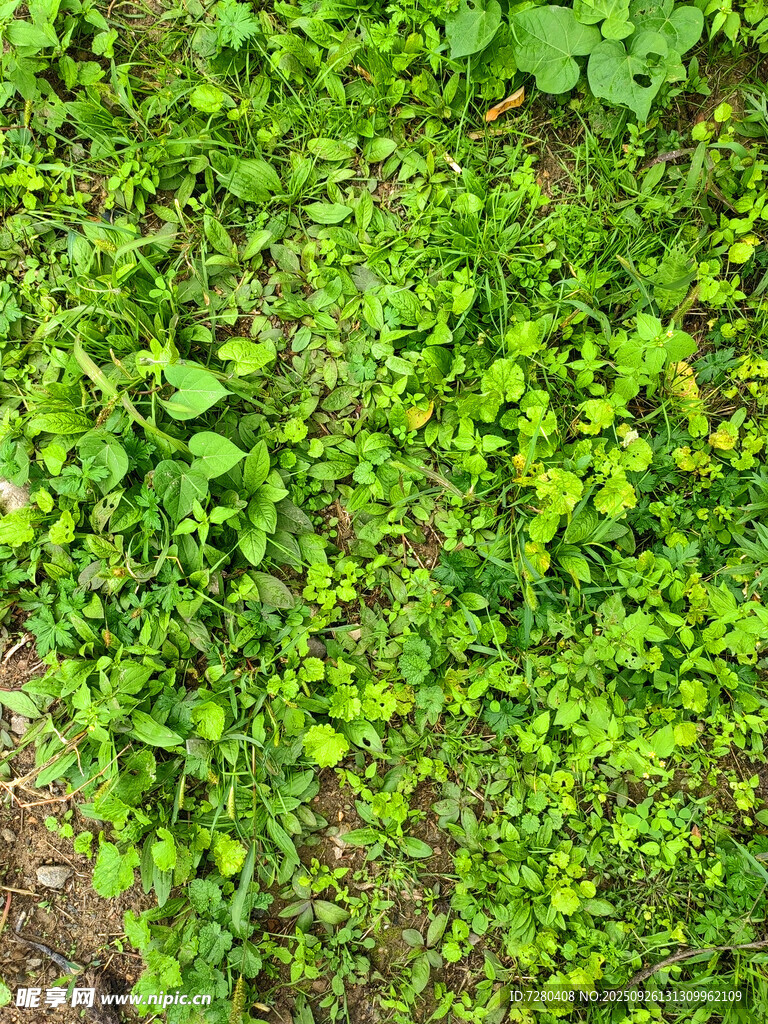 翠绿繁茂的地面绿植景观