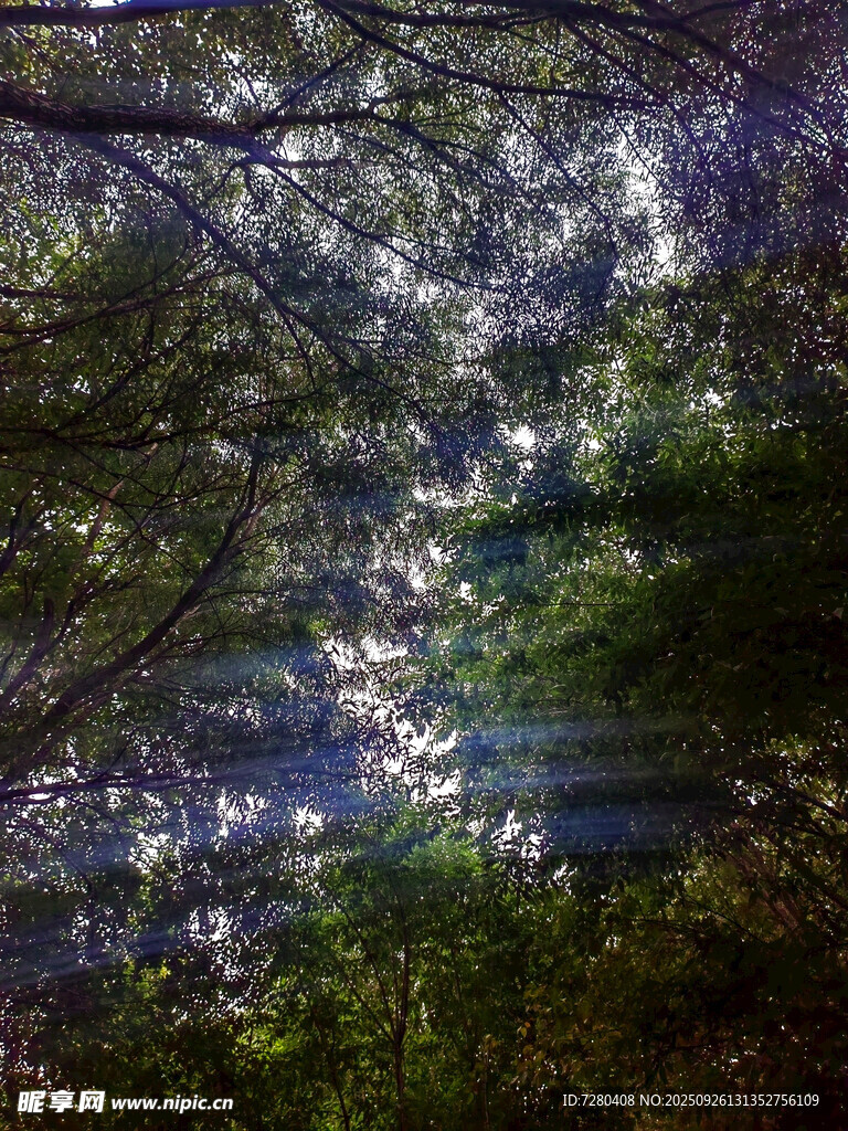 林间光影斑驳的静谧景象