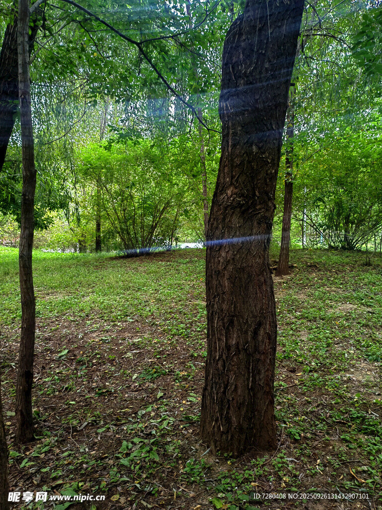 林间静谧景色