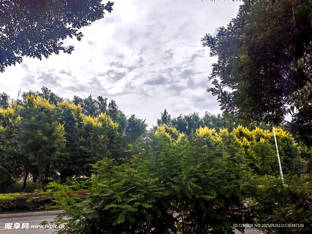路边繁花绿树的自然景致
