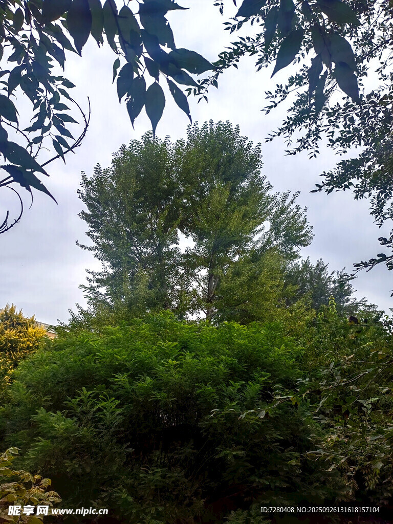 繁茂树林中的天空一角