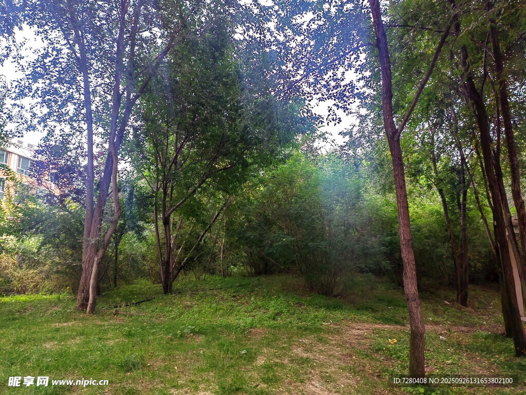 林间阳光洒落的静谧美景