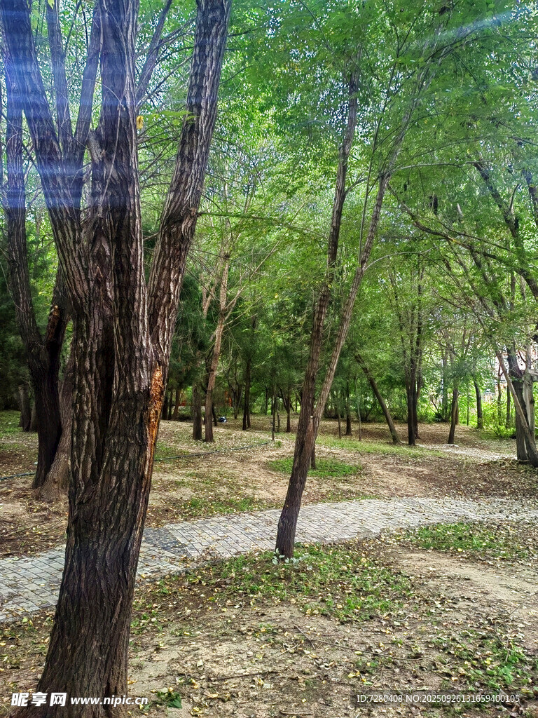 林间小道静谧绿意景致