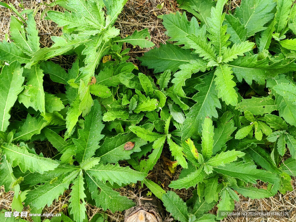 嫩绿繁茂的野生植物