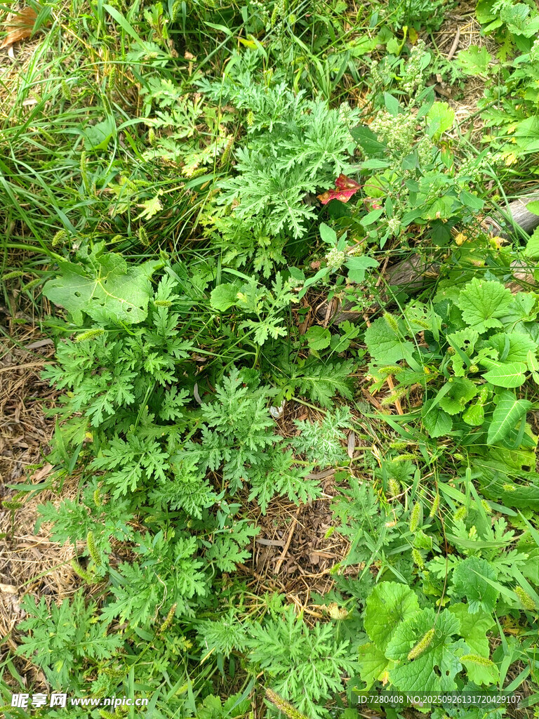 野外繁茂的绿色植物景观