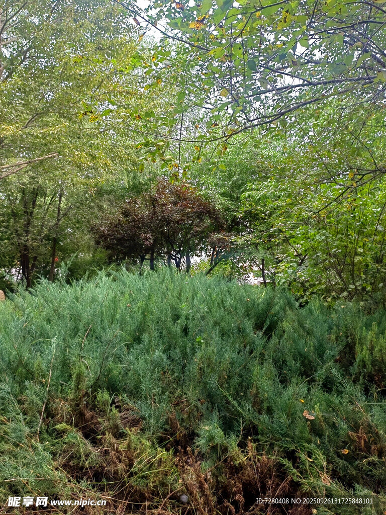 林间葱郁绿植景观