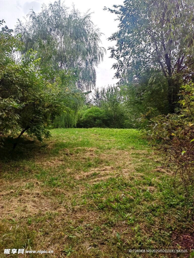 林间草地自然风景画面