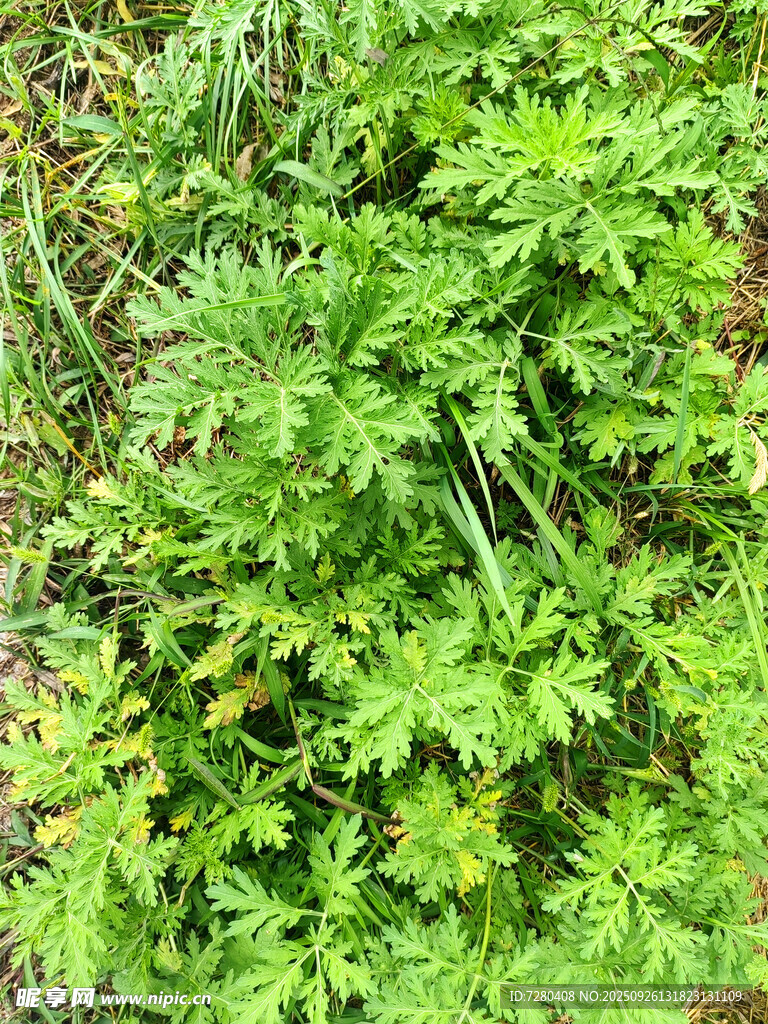 野外繁茂的绿色植物
