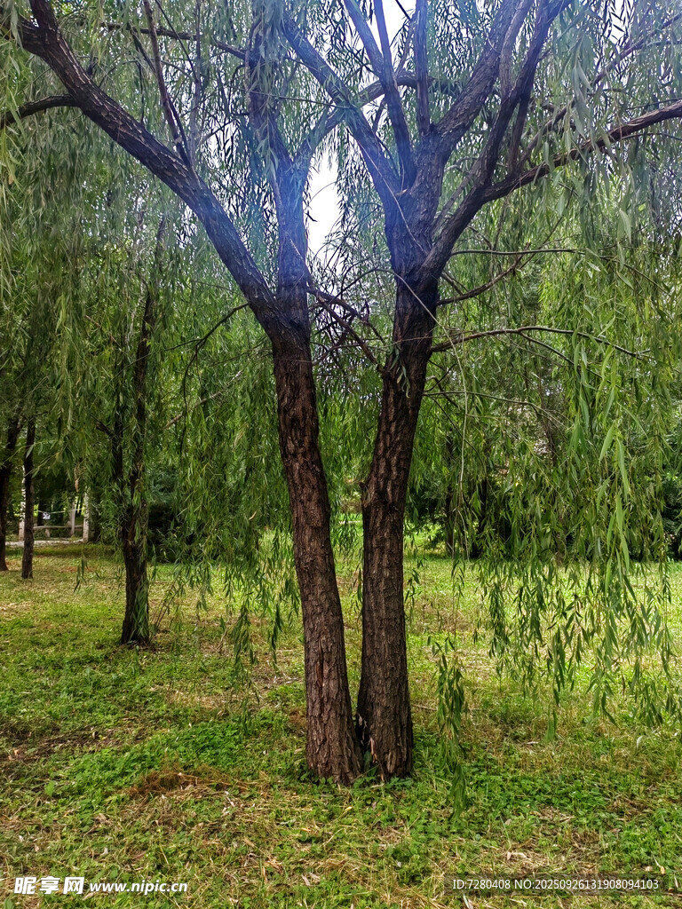 林间柳树绿意盎然的景致