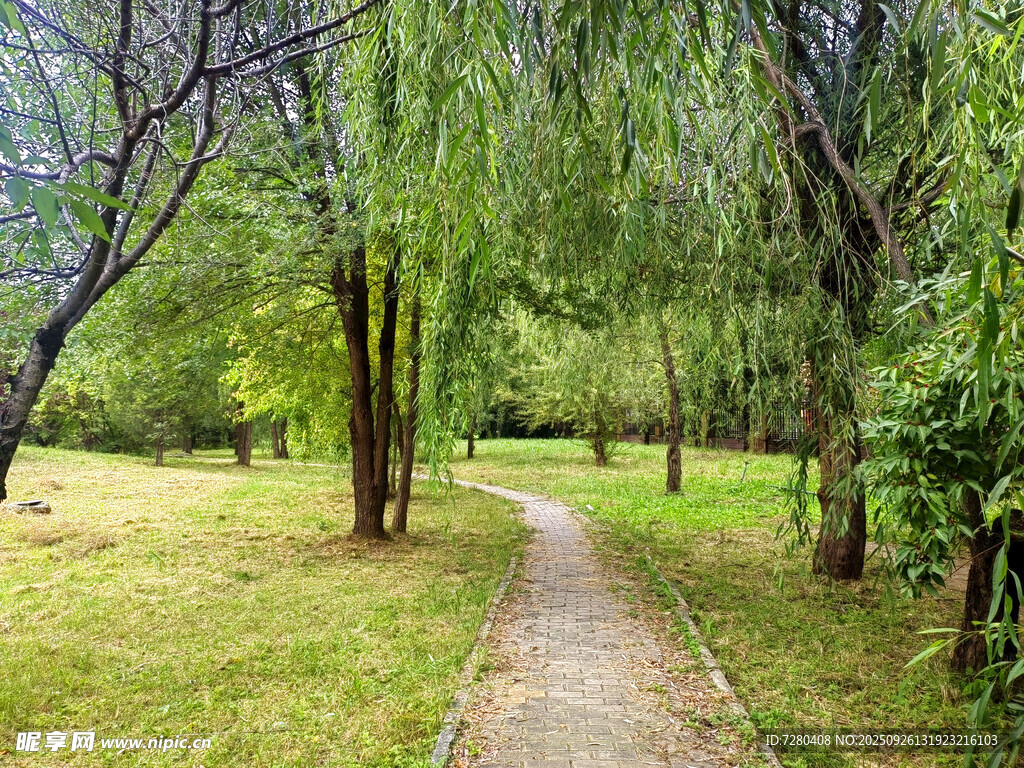 林间小径绿意盎然的景致