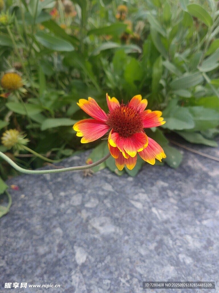 娇艳双色花朵绽放草丛