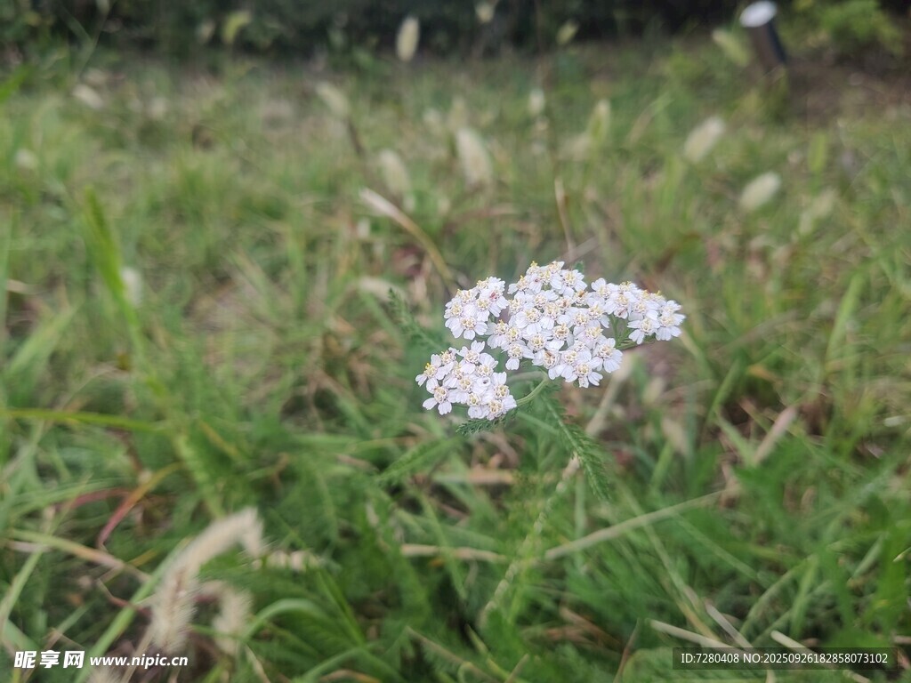 草地上的白色小花