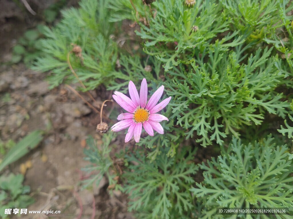 粉色雏菊绽放于绿叶间
