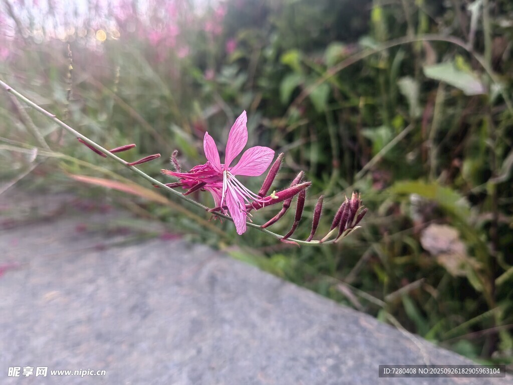 石边绽放的娇艳粉色小花