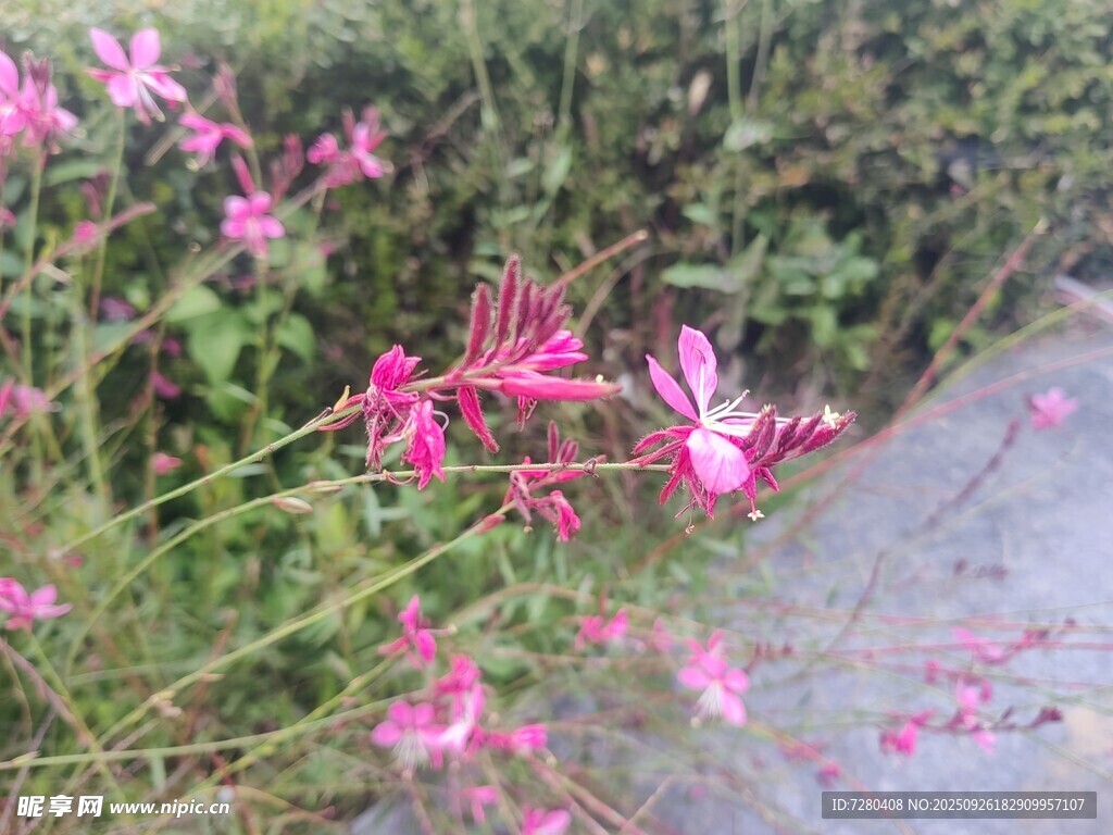 路边绽放的粉色美丽小花