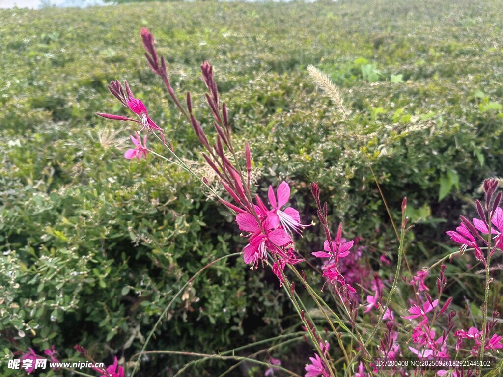 粉色花枝绽放于绿植间