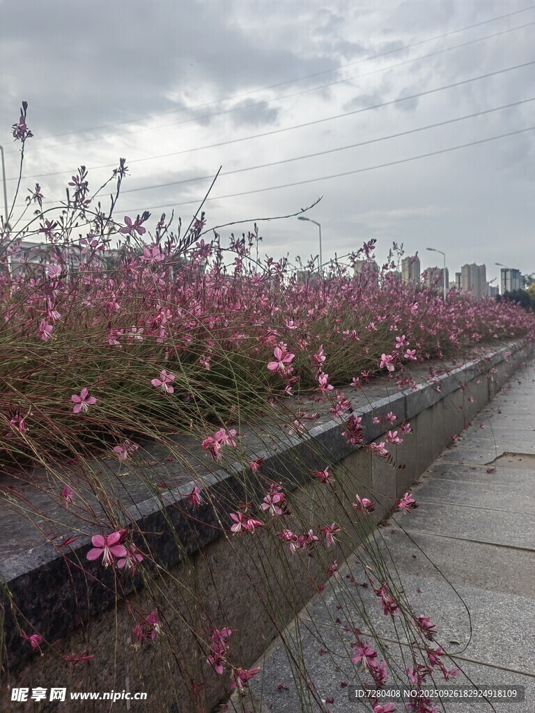 路边绽放的粉色烂漫小花