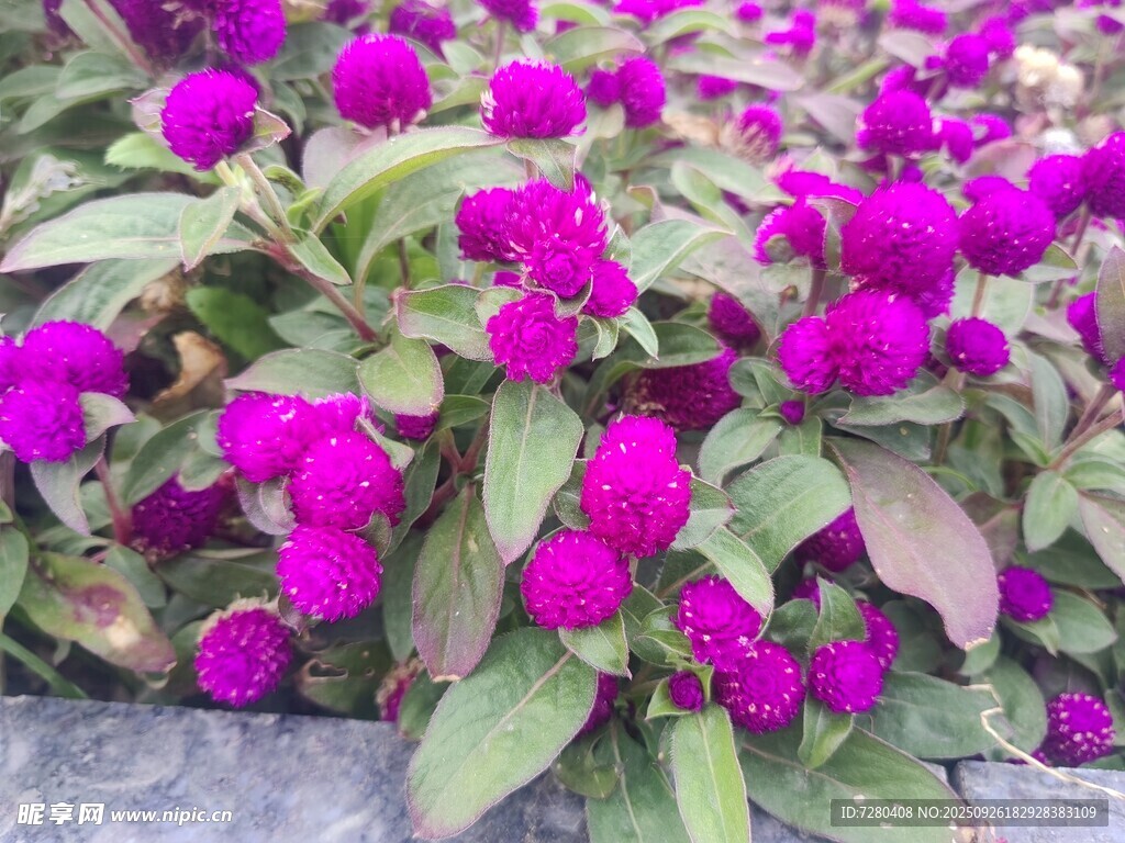 艳丽紫花绽放